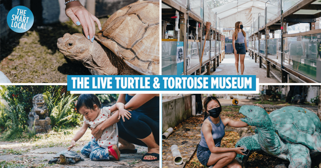 live turtle tortoise museum